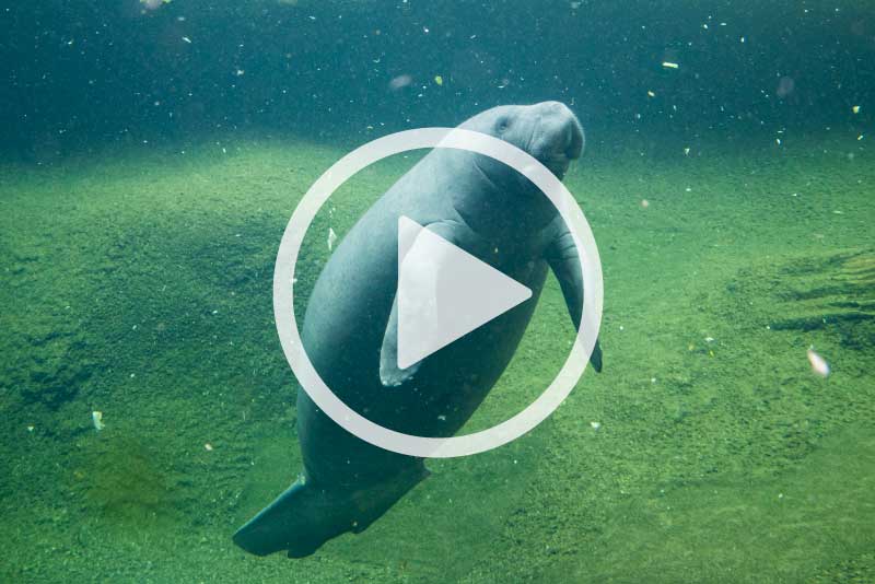 Manatee Conservation - ZooTampa at Lowry Park