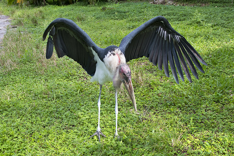 marabou stork