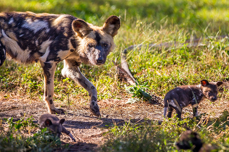 African painted dog