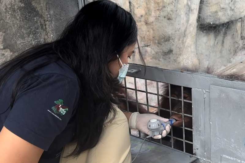 BOSF vet treating male Bornean Orangutan, Goyang, with a nebulizer treatment.