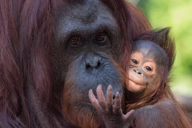 Day of Discovery 3 Orangutan momma and baby smiling and hugging each other