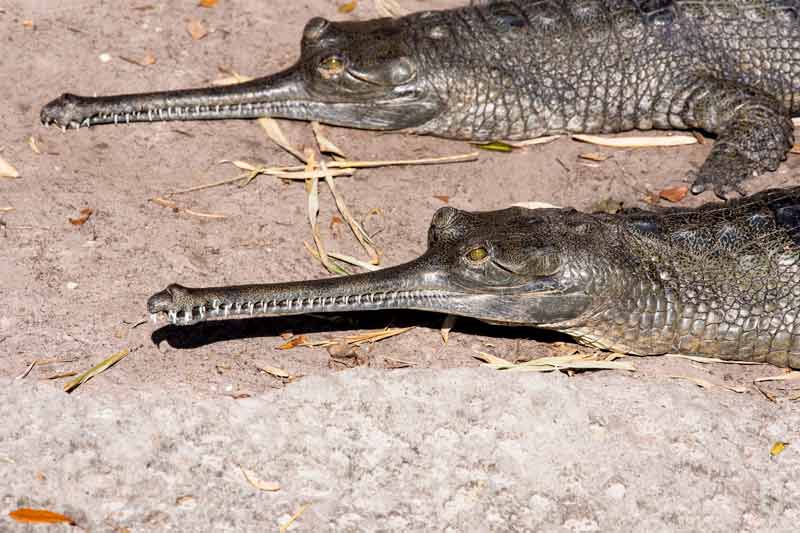 Pair of Asian gharials lay on the beach
