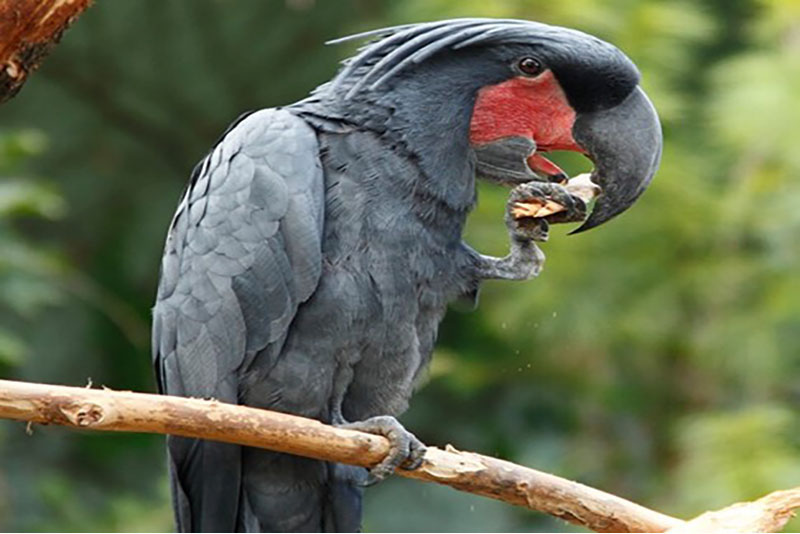 Palm cockatoo