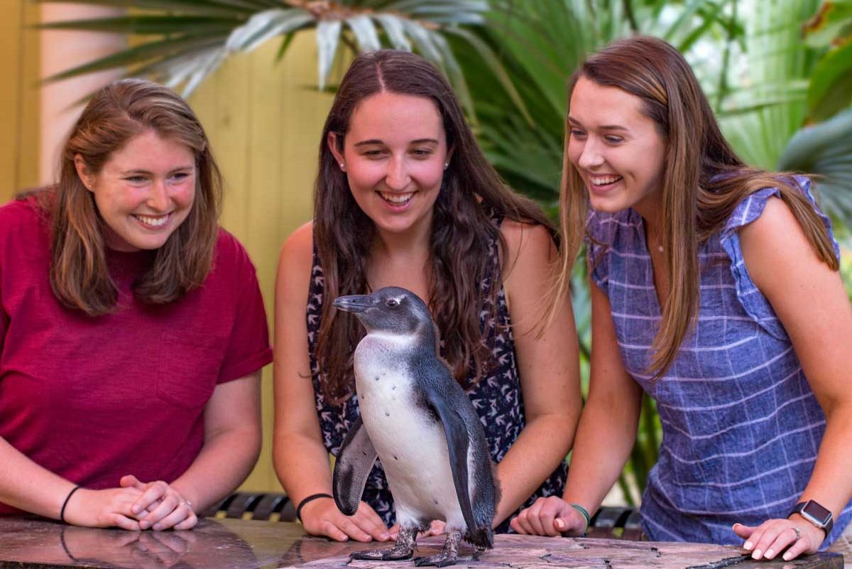 Guests participating in Penguin Signature Encounter