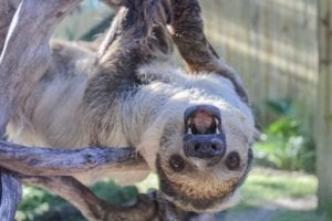 Conservation - ZooTampa at Lowry Park