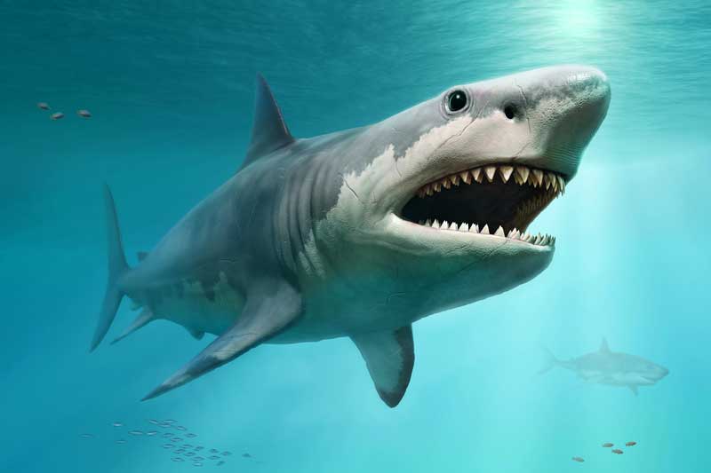 Rendering of what a megalodon shark may have looked like