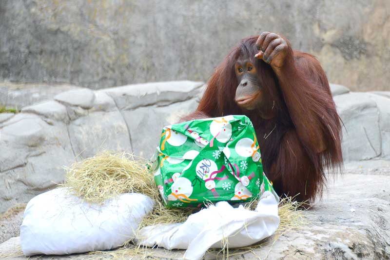 Orangutan shows thanks after opening new gift from zookeepers