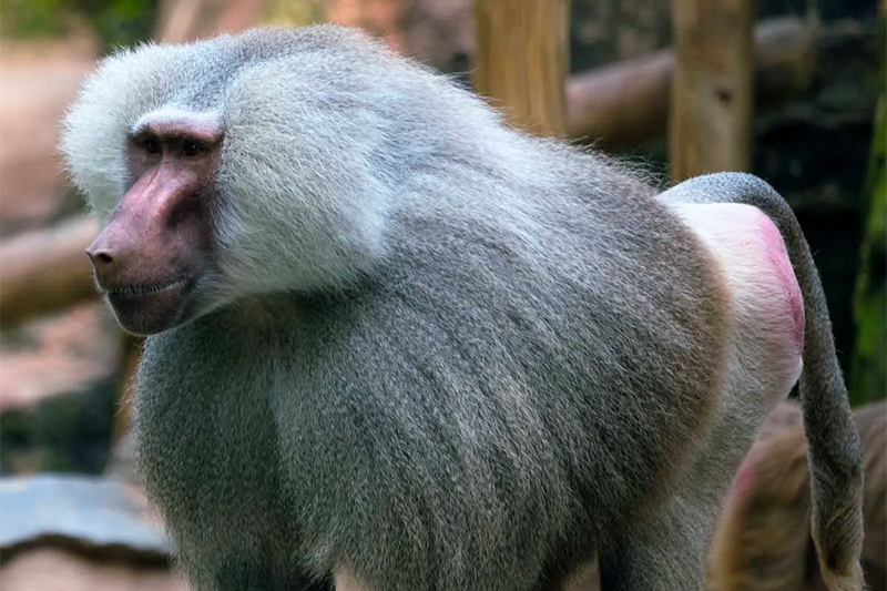 Explore The Zoo - ZooTampa at Lowry Park