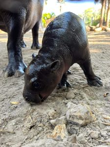 Press Room - ZooTampa at Lowry Park