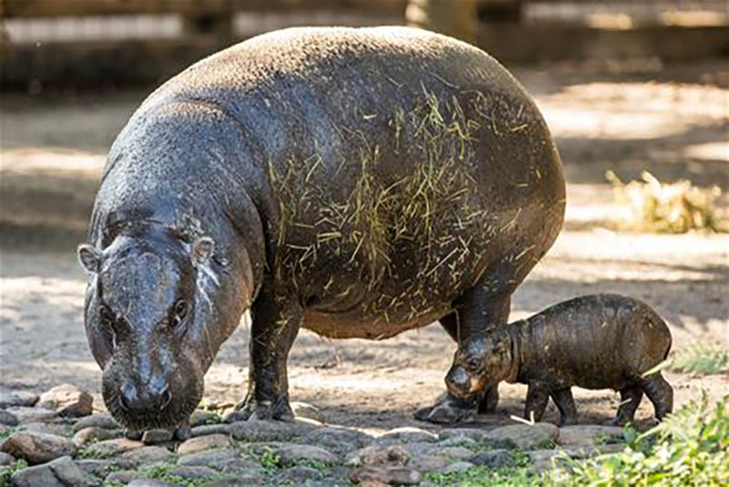 pygmy hippopotamus