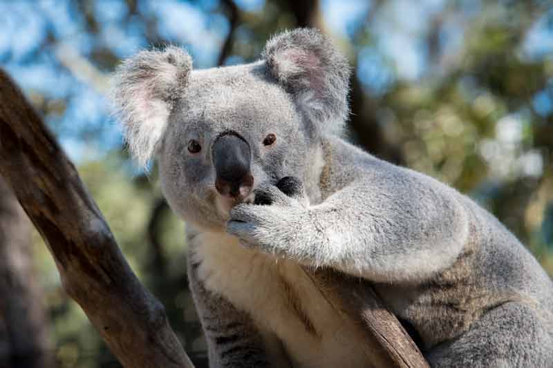 Queensland koala