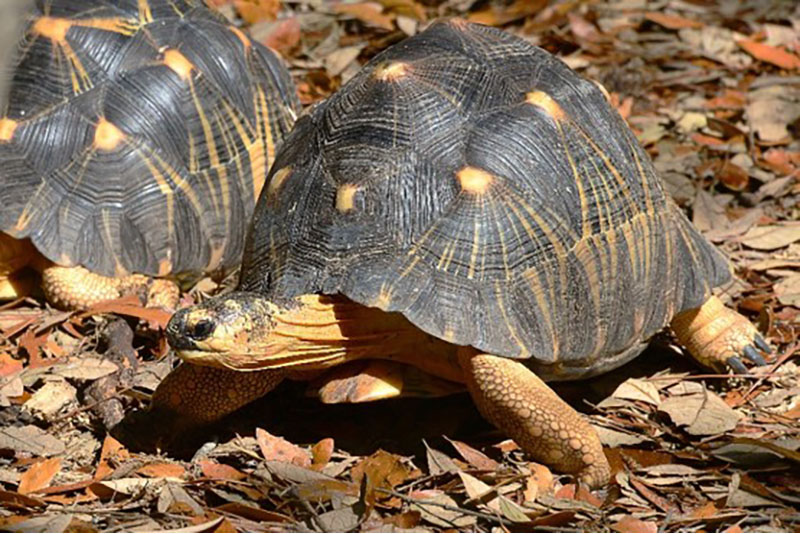 radiated tortoise