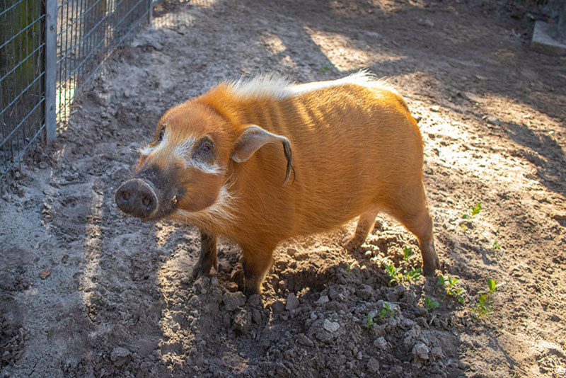 red river hog