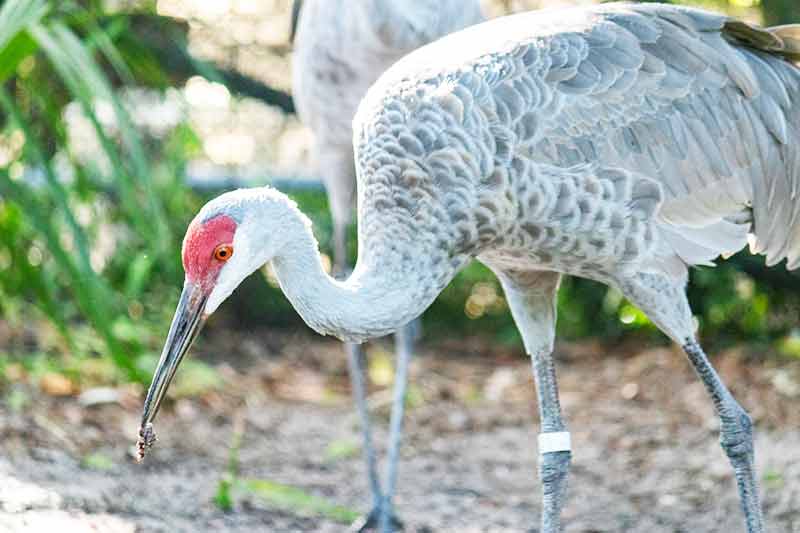Sandhill Crane