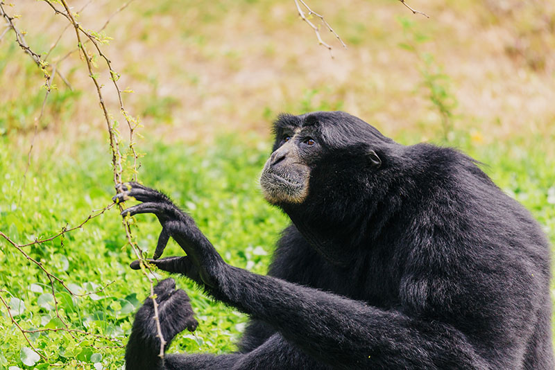 siamang