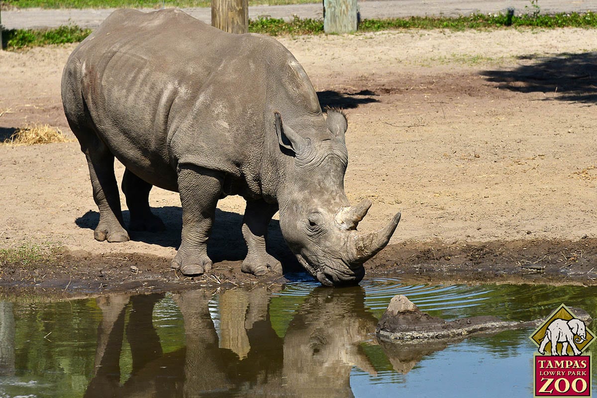 Southern White Rhinoceros 6 Southern White Rhinoceros - ZooTampa at Lowry Park