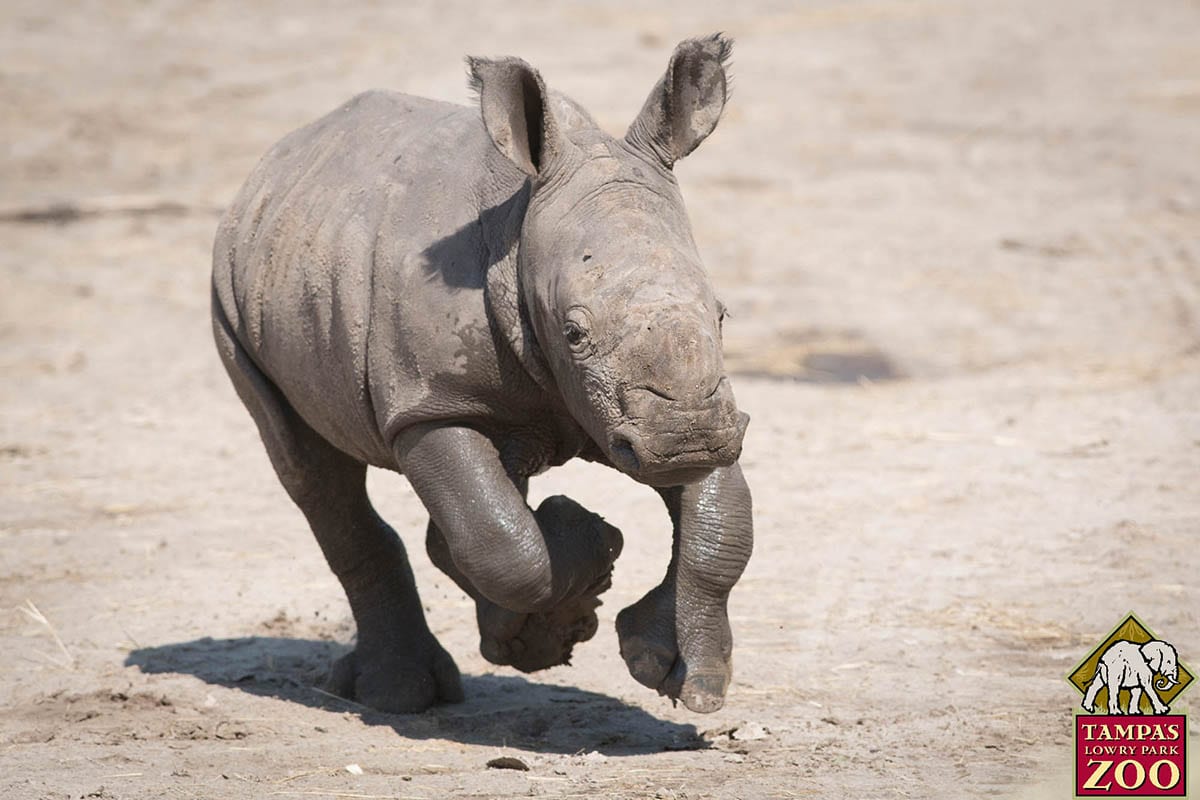 Southern White Rhinoceros 1 Southern White Rhinoceros - ZooTampa at Lowry Park