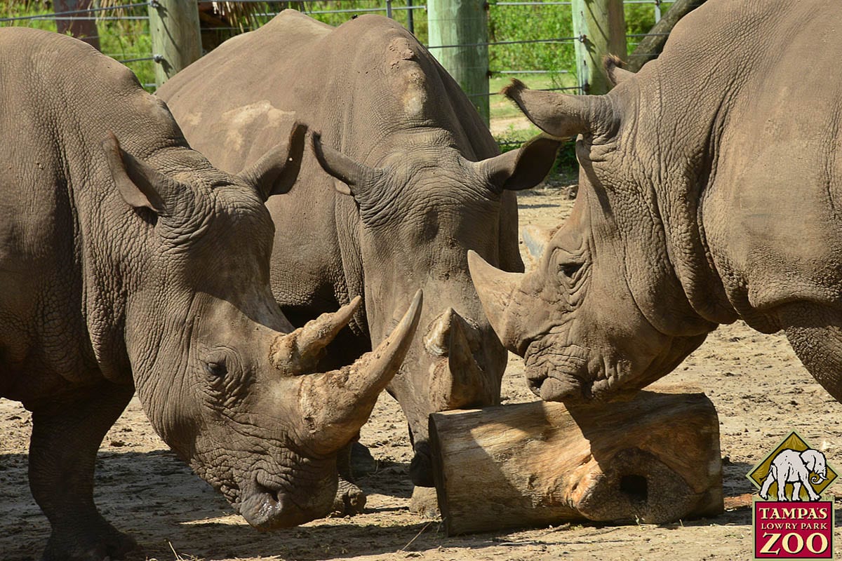 Southern White Rhinoceros 2 Southern White Rhinoceros - ZooTampa at Lowry Park
