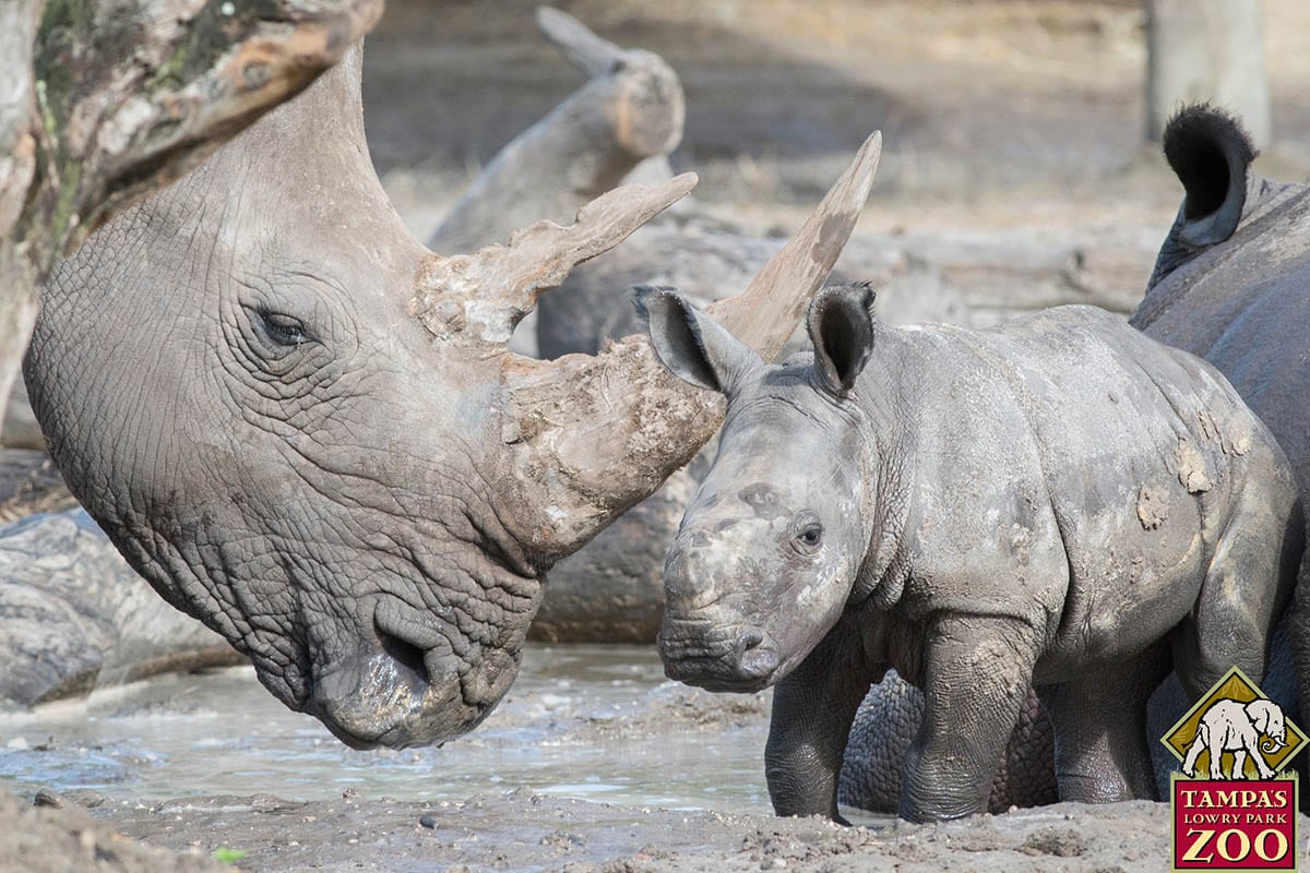 Southern White Rhinoceros 4 Southern White Rhinoceros - ZooTampa at Lowry Park