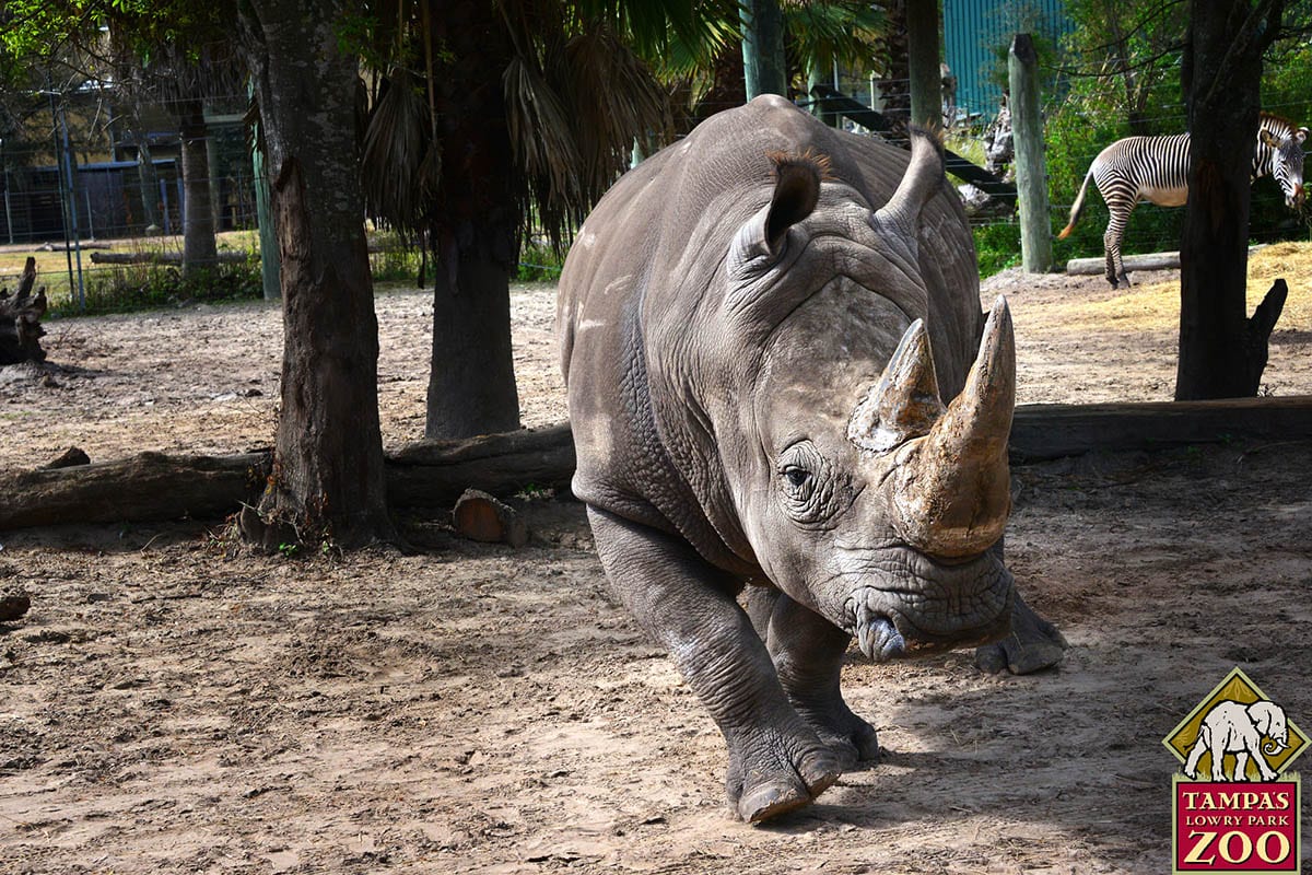 Southern White Rhinoceros 5 Southern White Rhinoceros - ZooTampa at Lowry Park