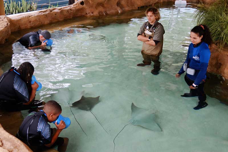 Guests in the water using hand held goggles to see stingrays swimming around them with two ZooTampa team members.