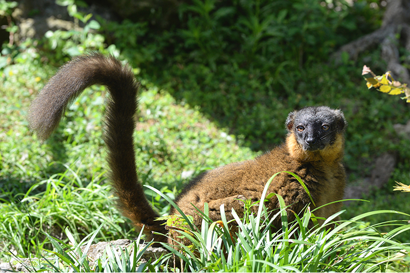 Collared Brown lemur