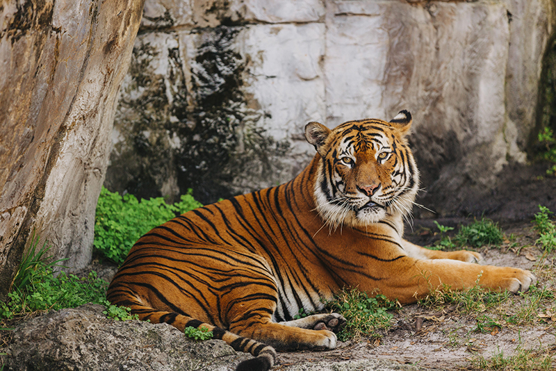 Malayan tiger