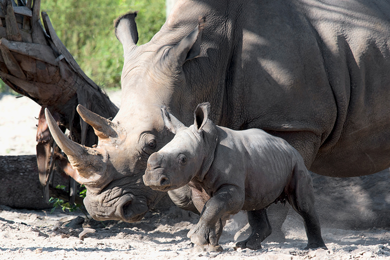 southern white rhino
