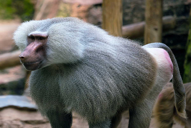 Hamadryas baboon