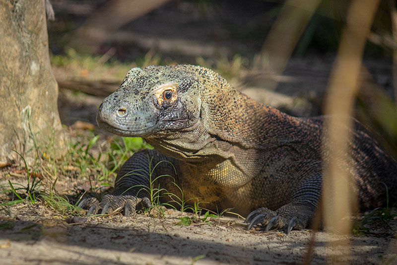 Komodo dragon