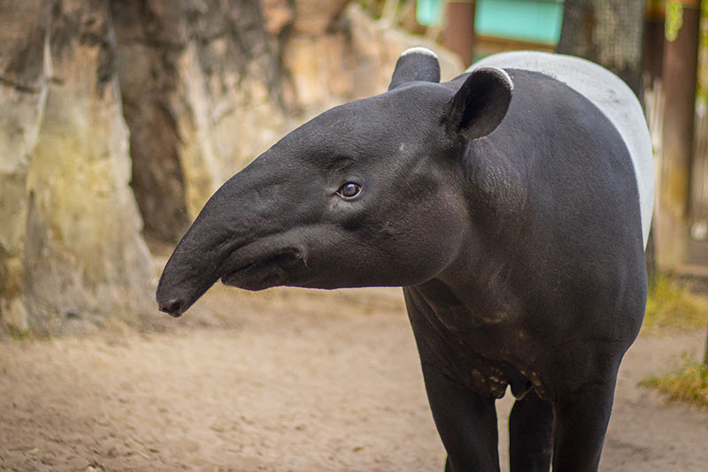 malayan tapir