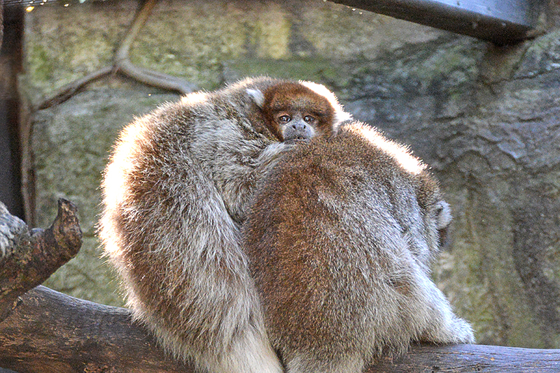 Bolivian grey titi monkey