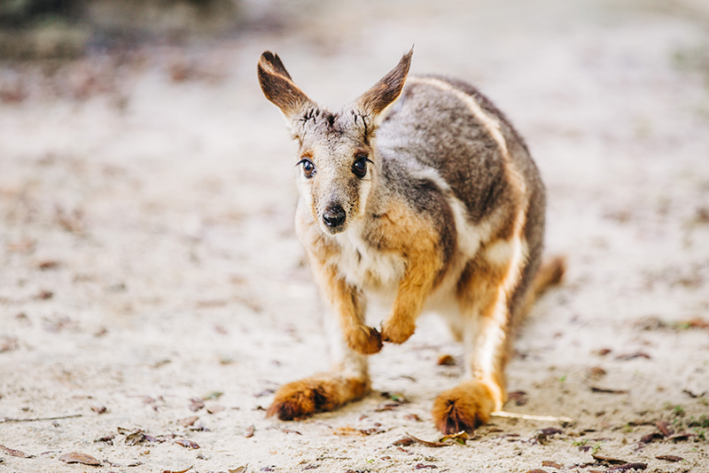 Yellow-footed rock wallaby