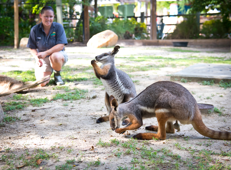 ZooTampa animal care team member with the wallabys