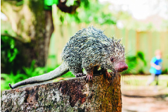 Explore The Zoo - ZooTampa at Lowry Park