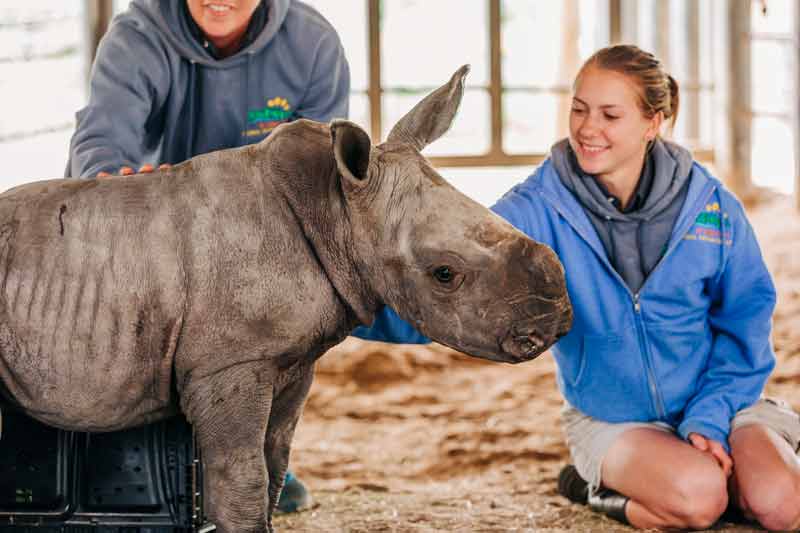 Zookeepers up close with baby white rhino