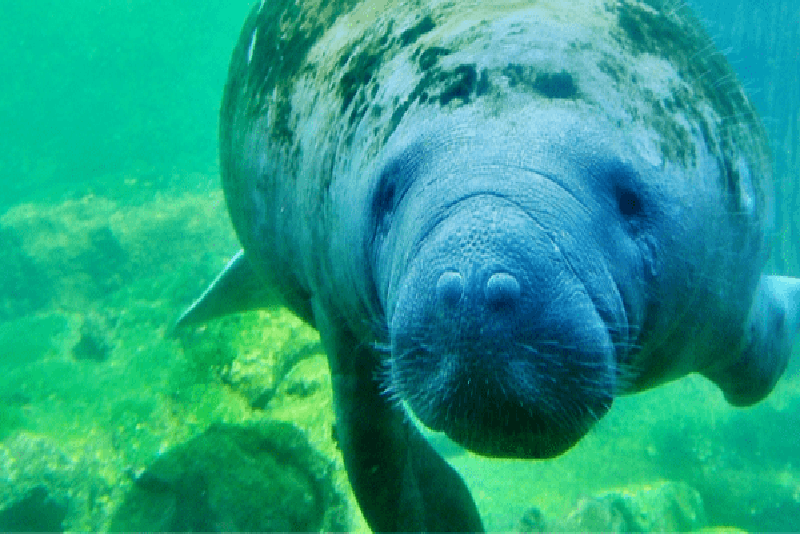 West Indian manatee