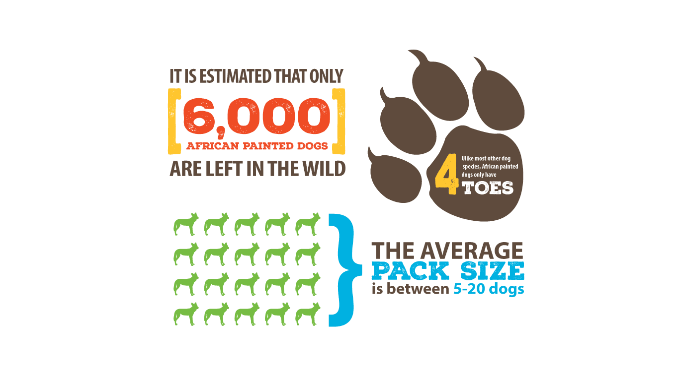 Infographic about African painted dogs showing that there are only about 6000 left in the wild