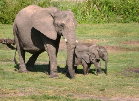 Member Exclusive: Mornings with ZT Saves, Elephant Human Relations Aid - Building & Patrol 1 Member Exclusive: Mornings with ZT Saves, Elephant Human Relations Aid - Building & Patrol - ZooTampa at Lowry Park