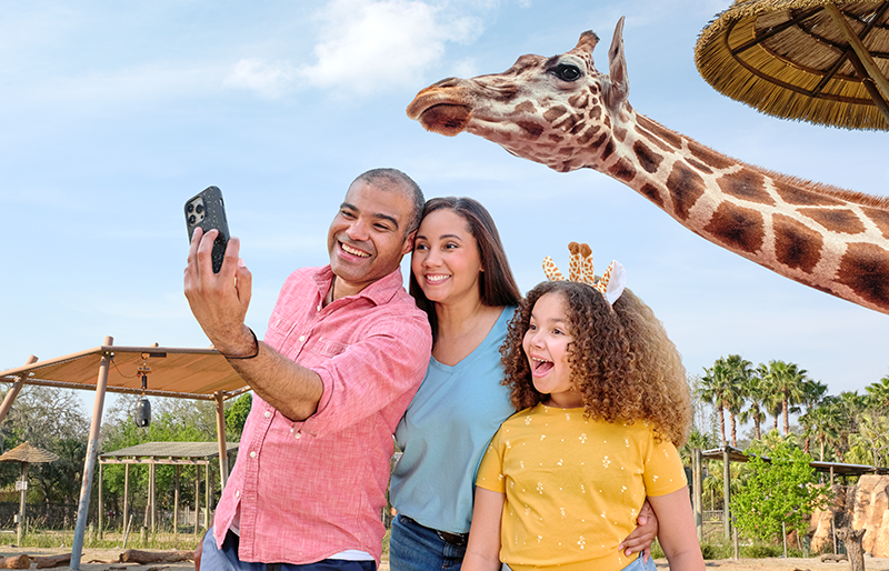 Christmas in the Wild - ZooTampa at Lowry Park